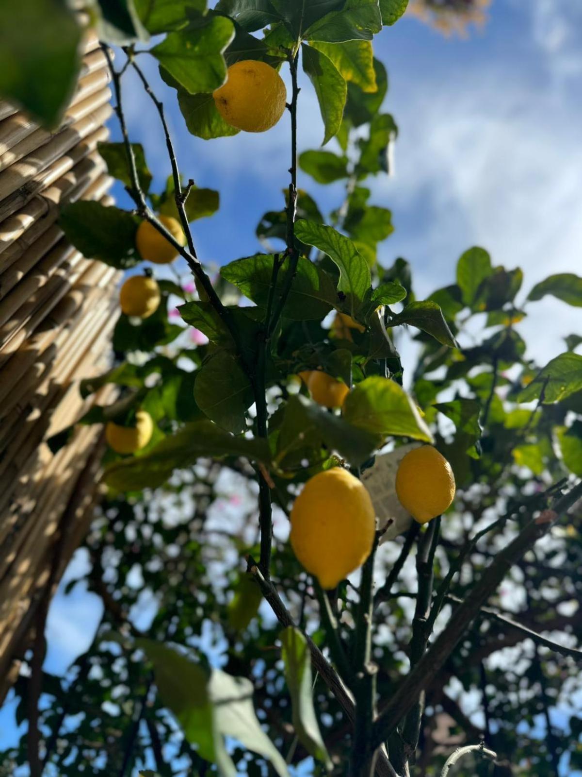Casa Ohana Ceriale Open Space 4 Persone エクステリア 写真
